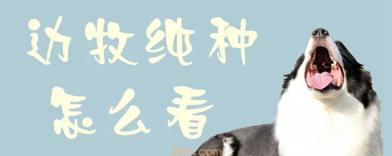 边牧纯种怎么看(图1)