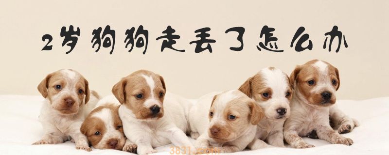 2岁狗狗走丢了怎么办(图1)