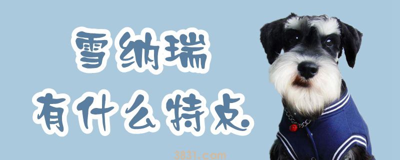 雪纳瑞有什么特点(图1)
