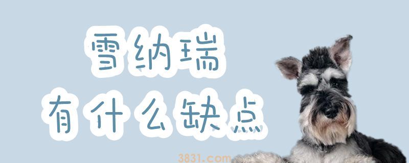 雪纳瑞有什么缺点(图1)