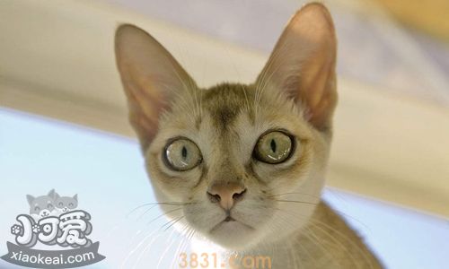 新加坡猫打呼噜怎么回事 新加坡猫打呼噜原因介绍(图1)