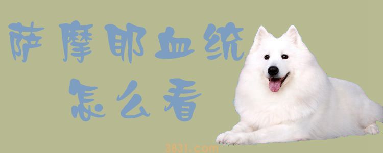 萨摩耶血统怎么看(图1)