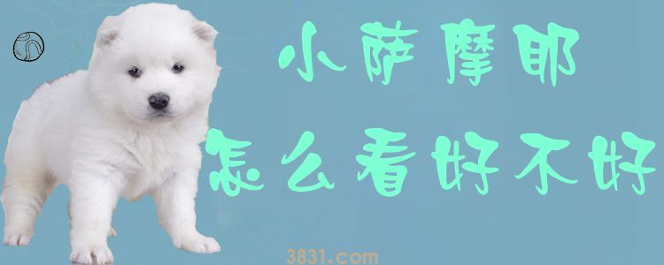 小萨摩耶怎么看好不好(图1)