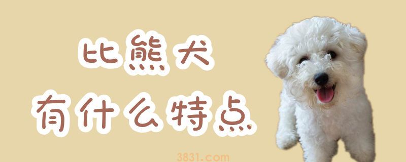比熊犬有什么特点(图1)