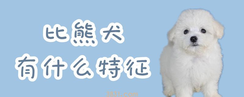 比熊犬有什么特征(图1)