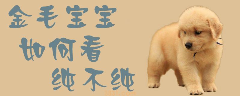 金毛宝宝如何看纯不纯(图1)