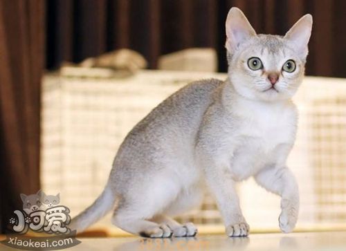 怎么训练新加坡猫睡在固定地点(图1)