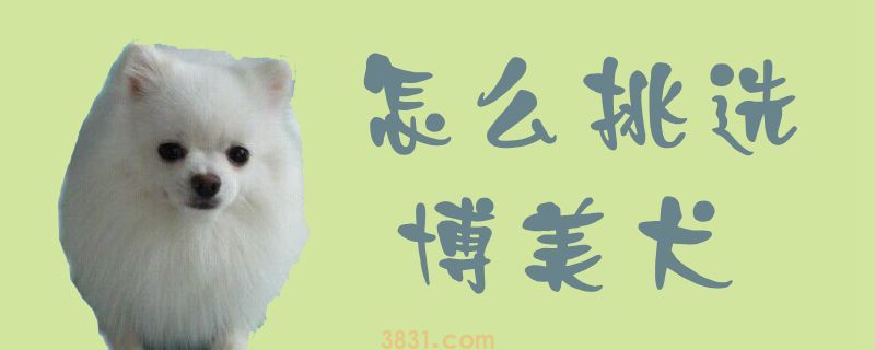 怎么挑选博美犬(图1)