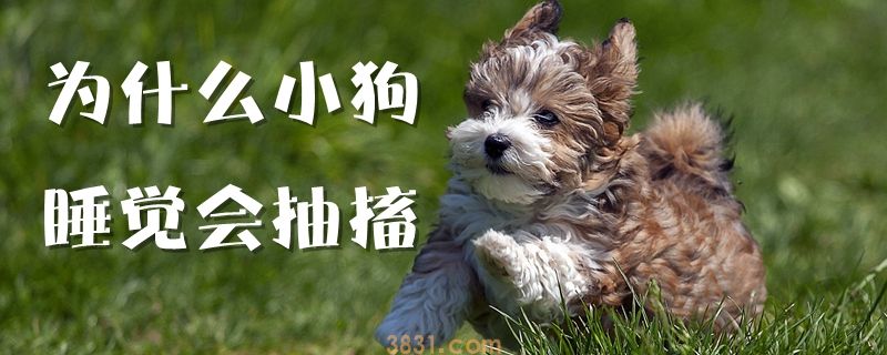为什么小狗睡觉会抽搐(图1)