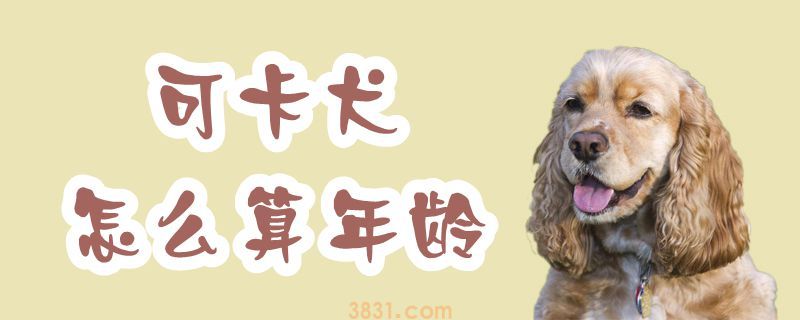 可卡犬怎么算年龄(图1)