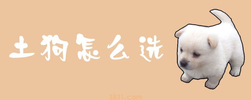 土狗怎么选 看头部看眼睛看体长(图1)