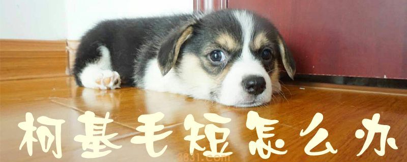 柯基毛短怎么办(图1)