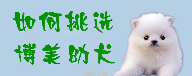 如何挑选博美幼犬(图1)