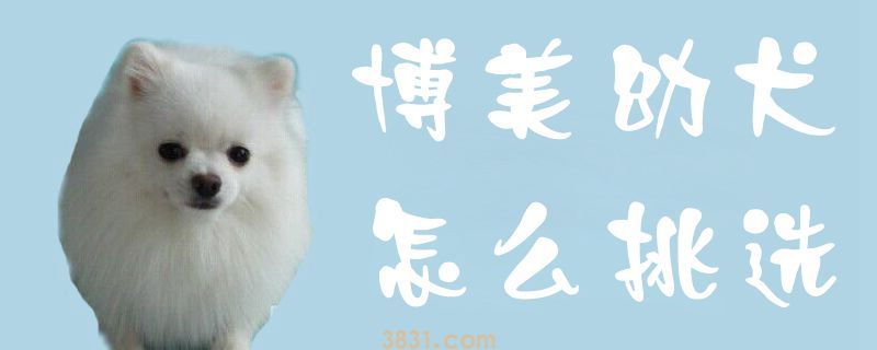 博美幼犬怎么挑选(图1)