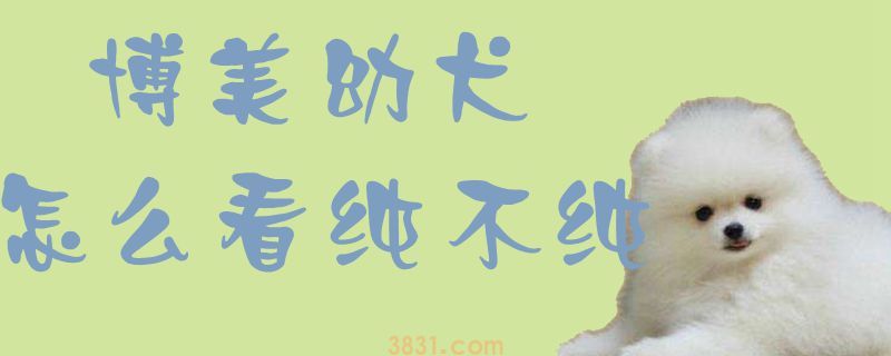 博美幼犬怎么看纯不纯(图1)