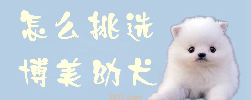 怎么挑选博美幼犬(图1)