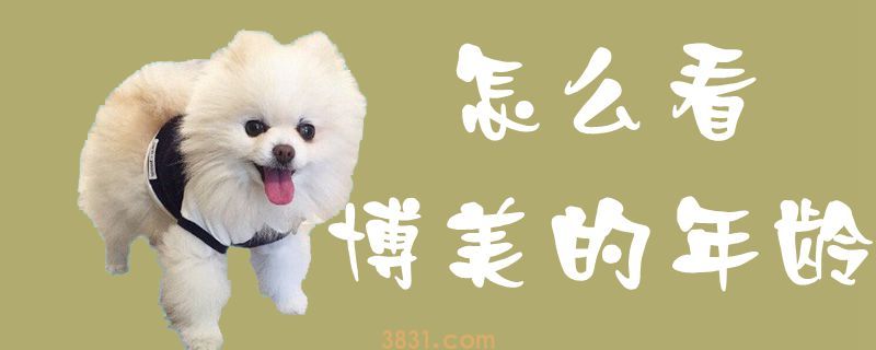 怎么看博美的年龄(图1)