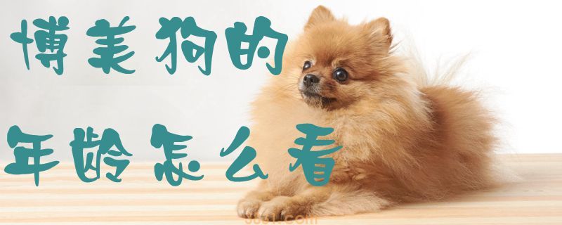 博美狗的年龄怎么看(图1)