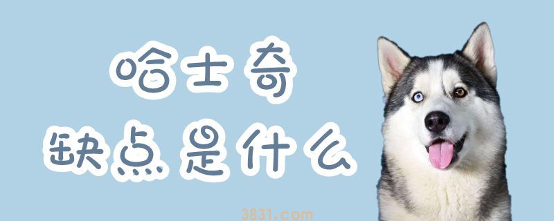 哈士奇缺点是什么(图1)