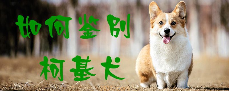 如何鉴别柯基犬(图1)