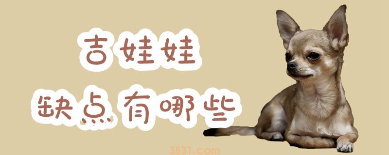 吉娃娃缺点有哪些(图1)
