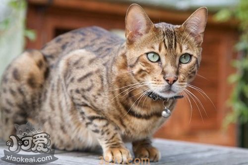 波米拉猫感染性腹泻如何治 感染性腹泻治疗方法(图1)