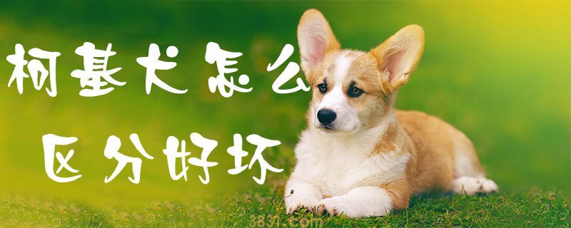 柯基犬怎么区分好坏(图1)