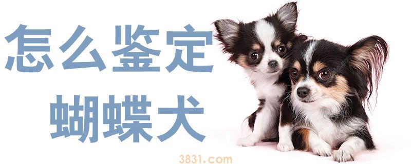 怎么鉴定蝴蝶犬(图1)