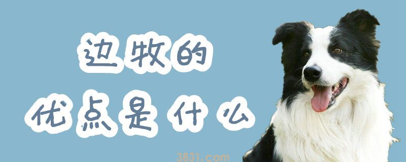 边牧的优点是什么(图1)