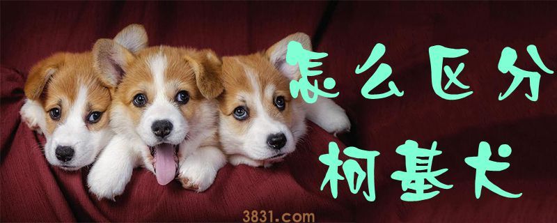怎么区分柯基犬(图1)