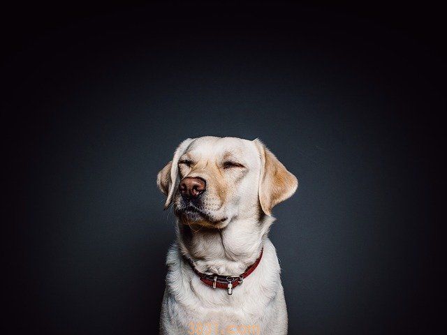 怎么辨别拉布拉多犬(图1)