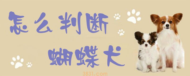怎么判断蝴蝶犬(图1)