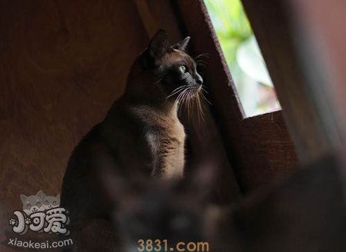 缅甸猫有什么遗传疾病 缅甸猫遗传疾病介绍(图1)