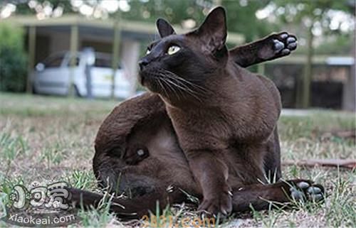 缅甸猫会自己上厕所吗 缅甸猫上厕所训练(图1)