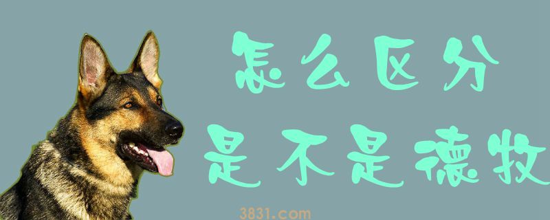 怎么区分是不是德牧(图1)