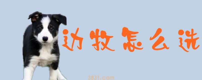 边牧怎么选(图1)