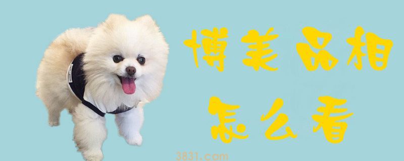 博美品相怎么看(图1)