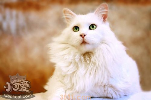 波米拉猫不会游泳怎么办 波米拉猫学游泳记(图1)