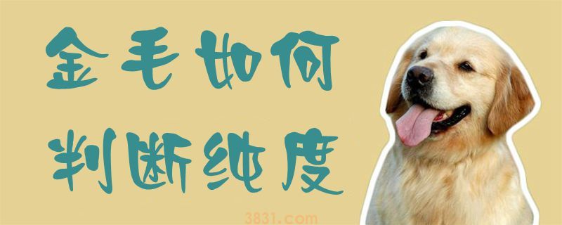 金毛如何判断纯度(图1)