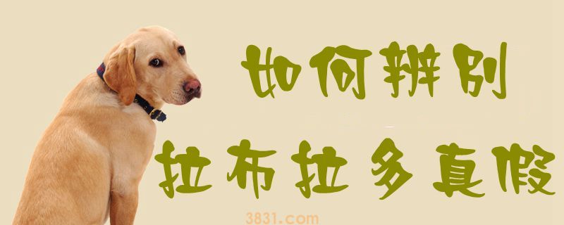 如何辨别拉布拉多真假(图1)