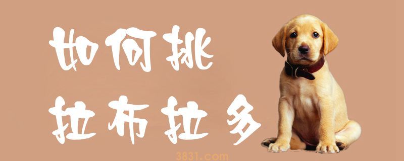 如何挑拉布拉多(图1)