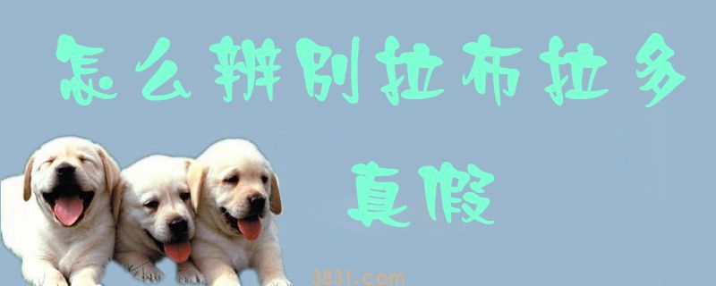 怎么辨别拉布拉多真假(图1)