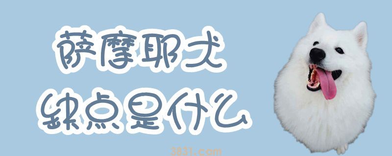 萨摩耶犬缺点是什么(图1)