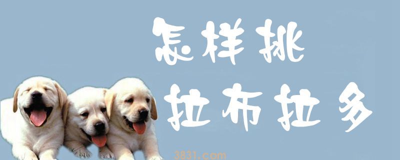 怎样挑拉布拉多(图1)