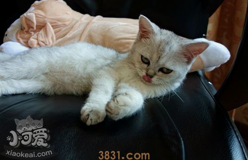 如何训练波米拉猫抓老鼠 波米拉猫抓老鼠训练(图1)