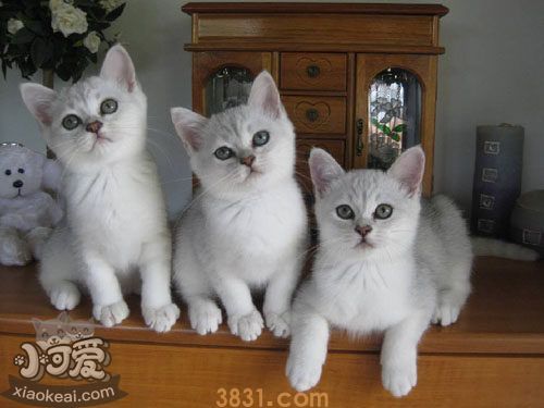 波米拉猫怎么训练 波米拉猫训练技巧(图1)