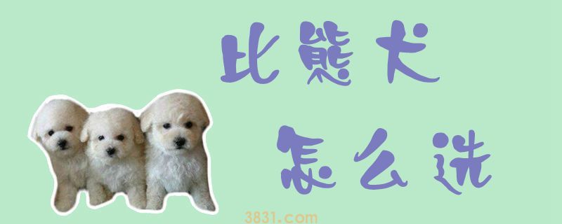 比熊犬怎么选(图1)