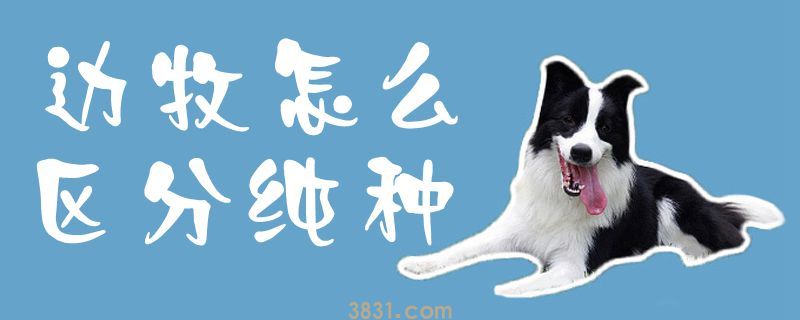 边牧怎么区分纯种(图1)