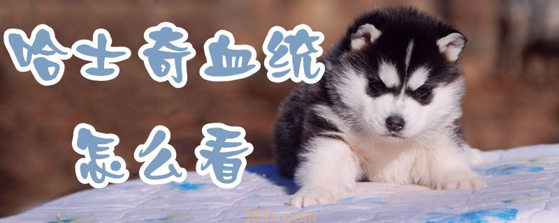 哈士奇血统怎么看(图1)