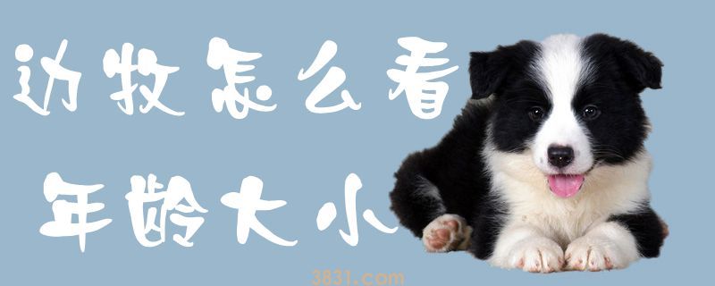 边牧怎么看年龄大小(图1)